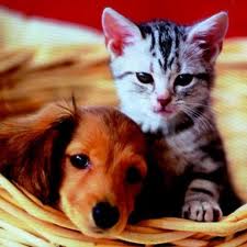 images (9)